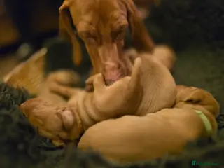 Hungarian Vizsla dogs KC Hun.Vizsla Puppies - Advert 4