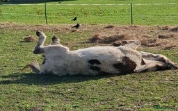 Donkey livestock for sale: Jenny donkey coloured believed in foal - Image 2