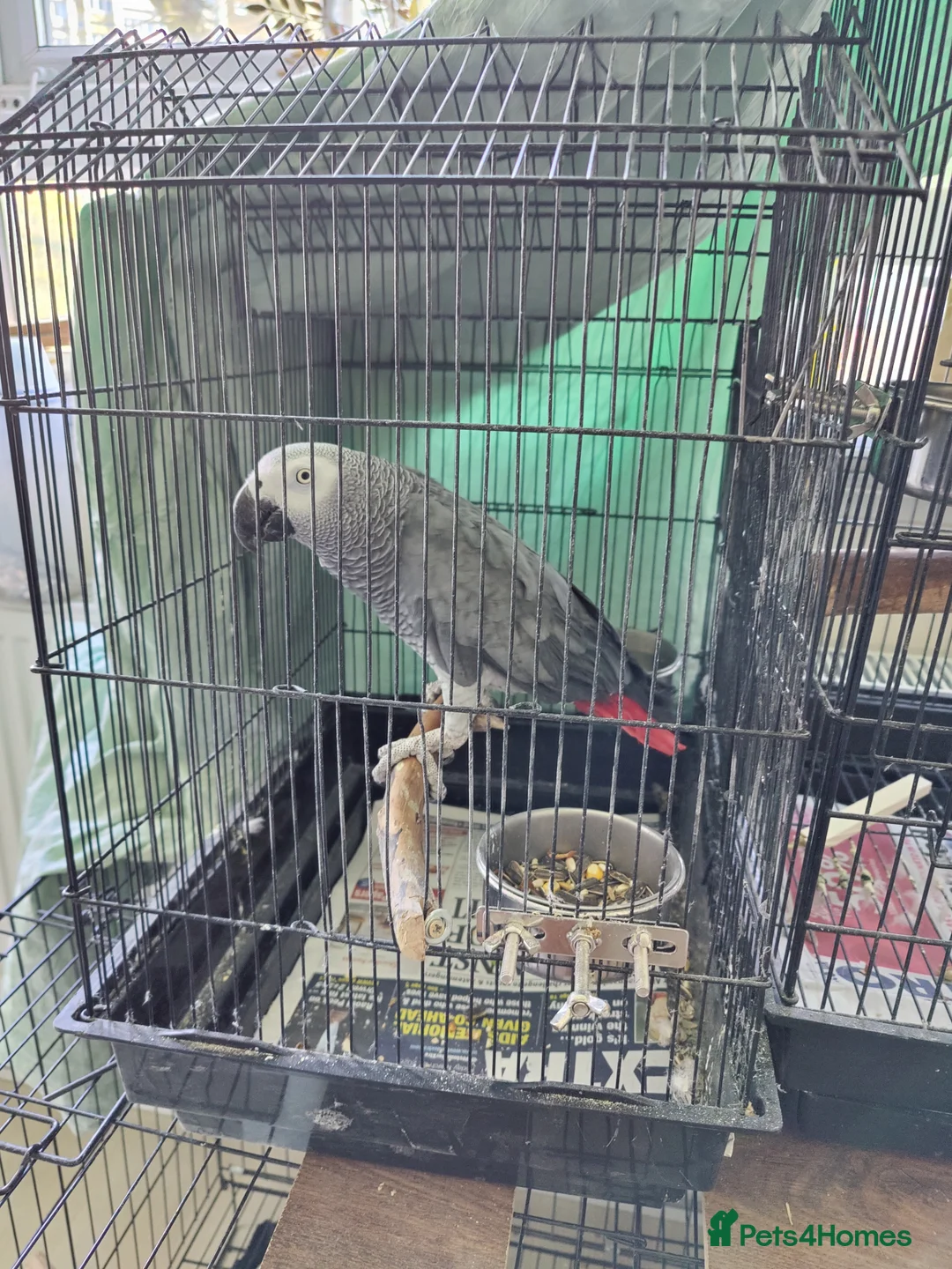 Parrots birds for sale: African Grey Female – Breeding Opportunity 🦜 in London - Advert 4