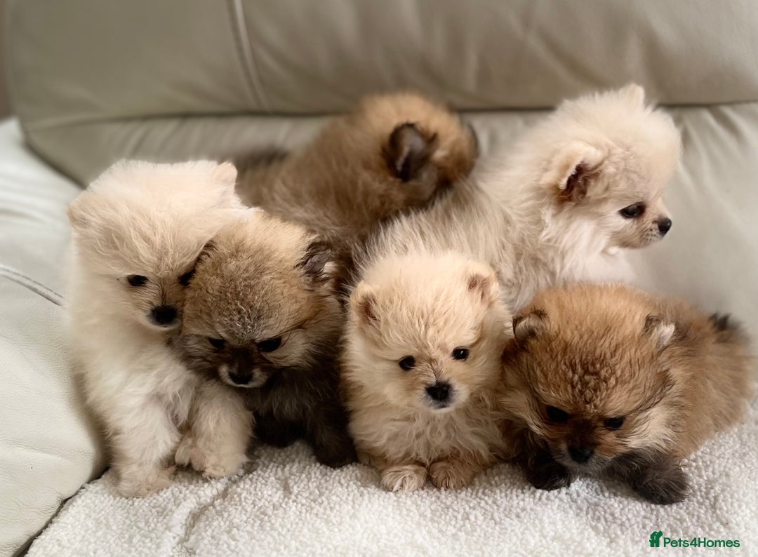 Pomeranian dogs for sale: Pomeranian  puppies  - Image 16
