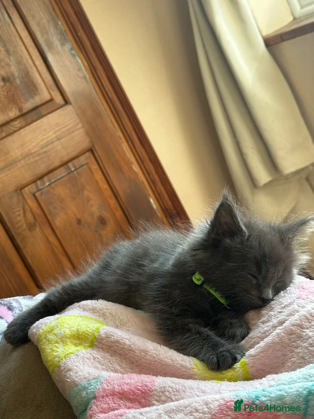 Maine Coon cats for sale: chunky tica Maine coons ( active)  - Advert 2