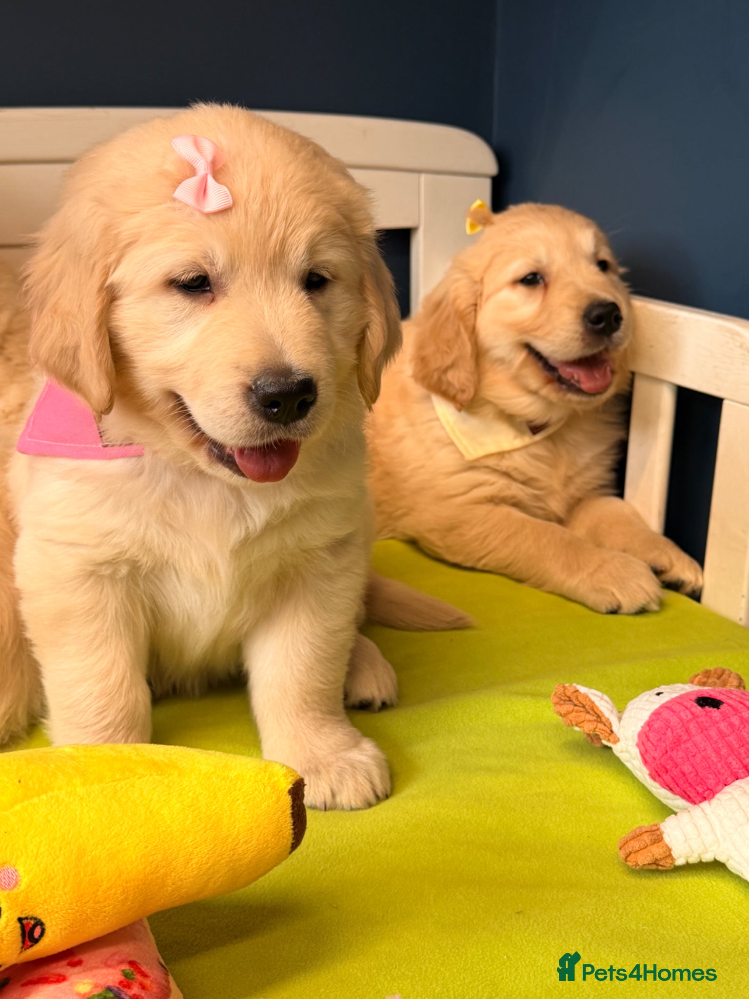 Golden Retriever Puppy pink collar 