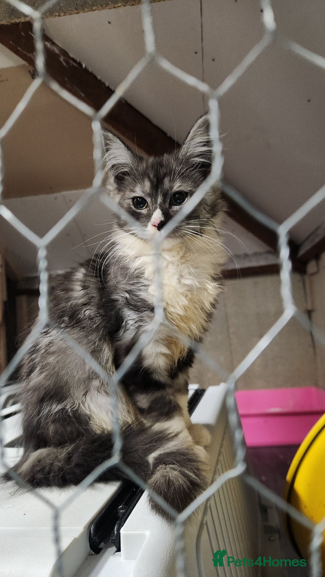 Maine Coon cats for sale: Pure maine coon kittens - Advert 4