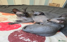 Sphynx cats for sale: Male Sphynx for sale - Image 2
