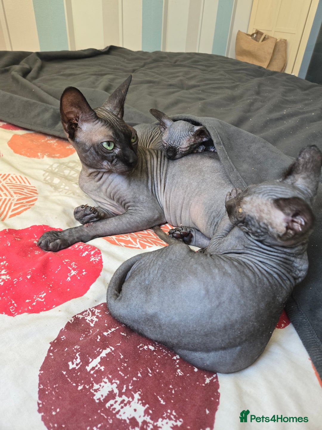 Sphynx cats for sale: Male Sphynx for sale - Image 2