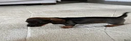 Miniature Dachshund dogs for sale: RKC Registered Miniature Wire - Haired Puppies  - Advert 9