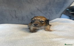 Miniature Dachshund dogs for sale: My last little man longhaired miniature dachshund in Houghton le Spring - Image 14
