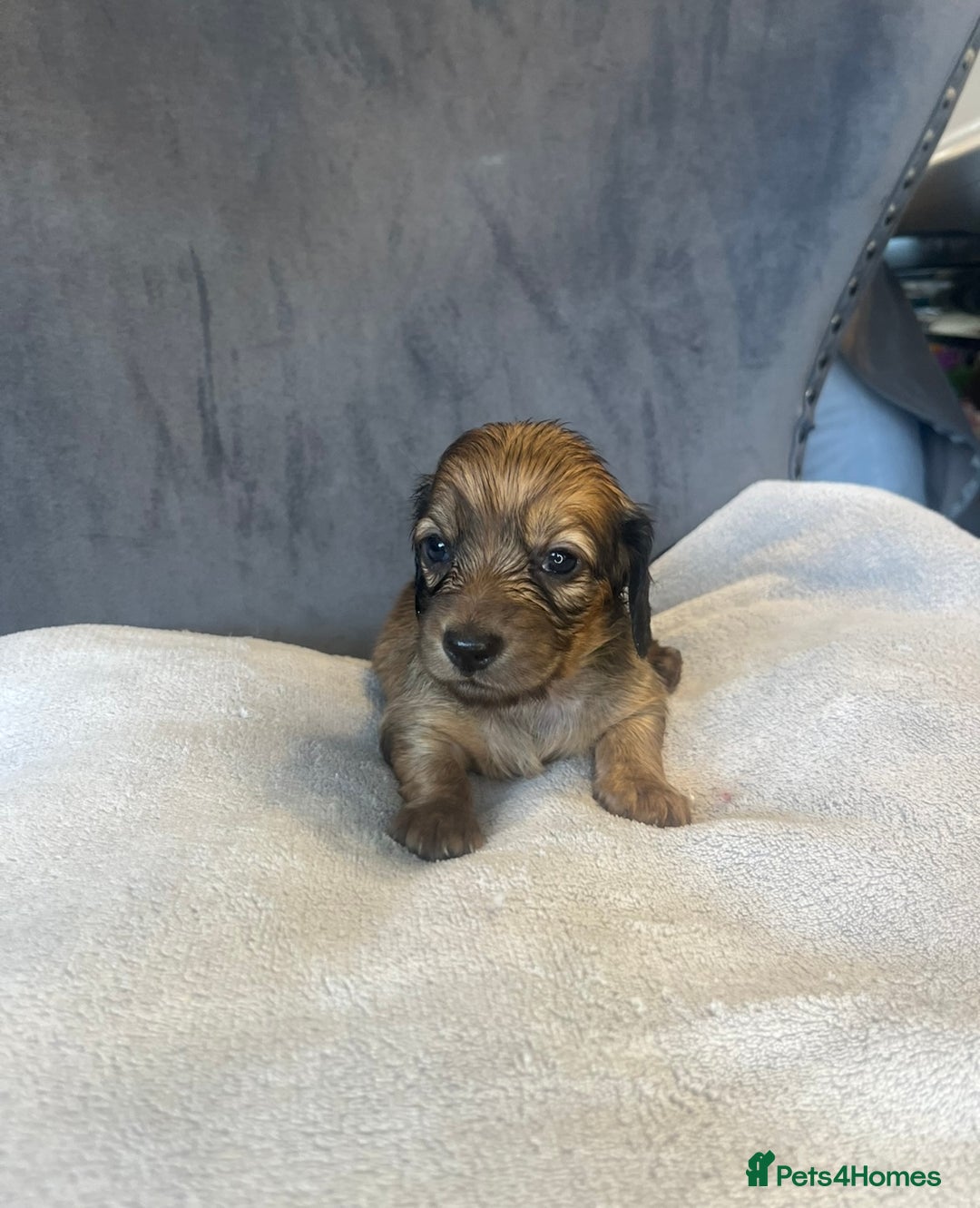 Miniature Dachshund dogs for sale: My last little man longhaired miniature dachshund in Houghton le Spring - Image 14