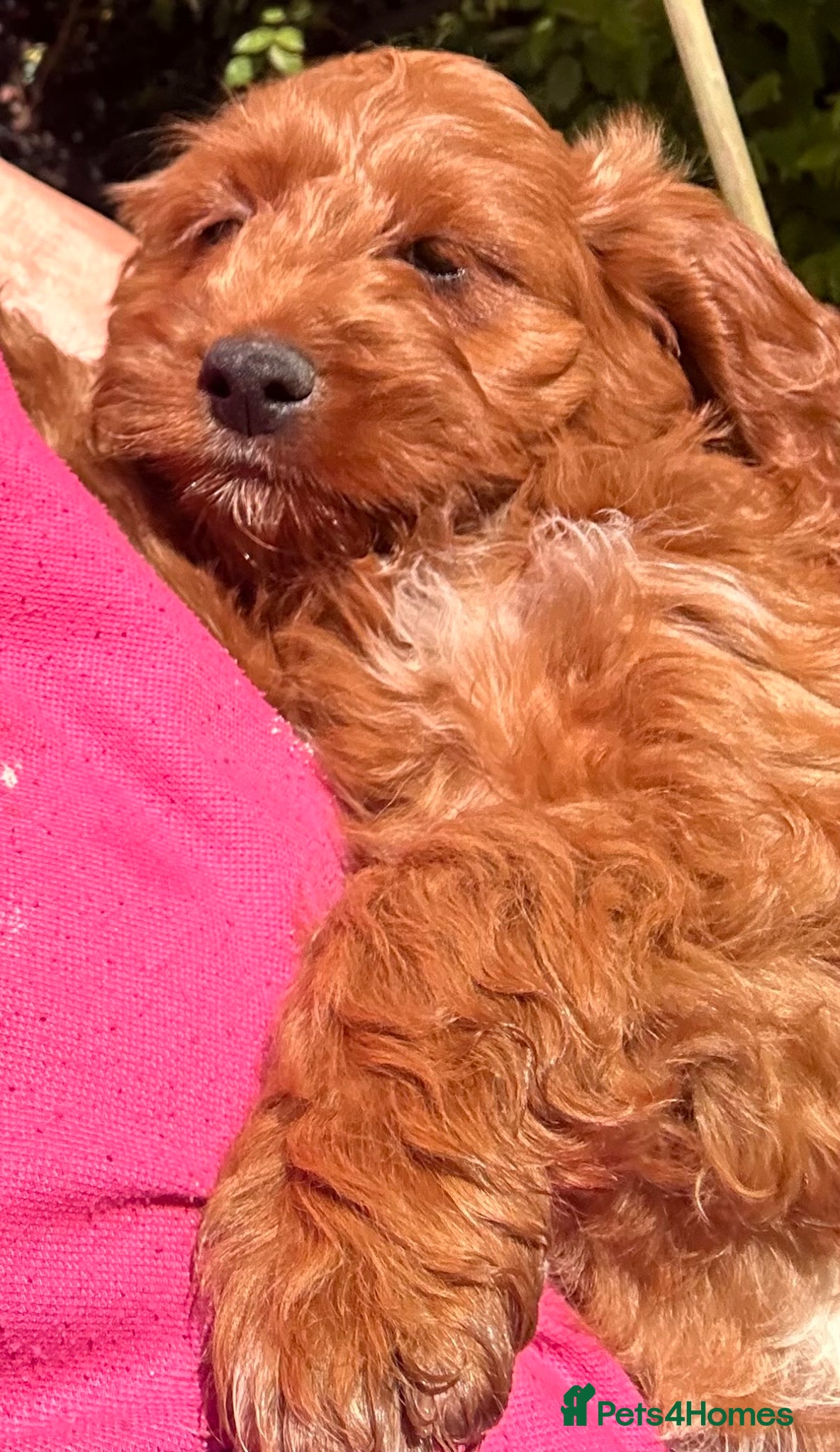 Cockapoo dogs for sale: READY NOW! RED F1 HEALTH-CHECKED TOY COCKAPOOS - Advert 11