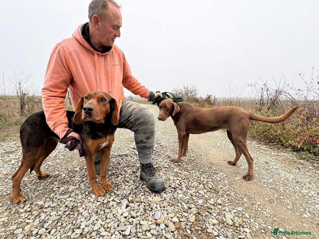 Mixed Breed dogs for adoption: Runa - Norwich Norfolk  - Advert 12