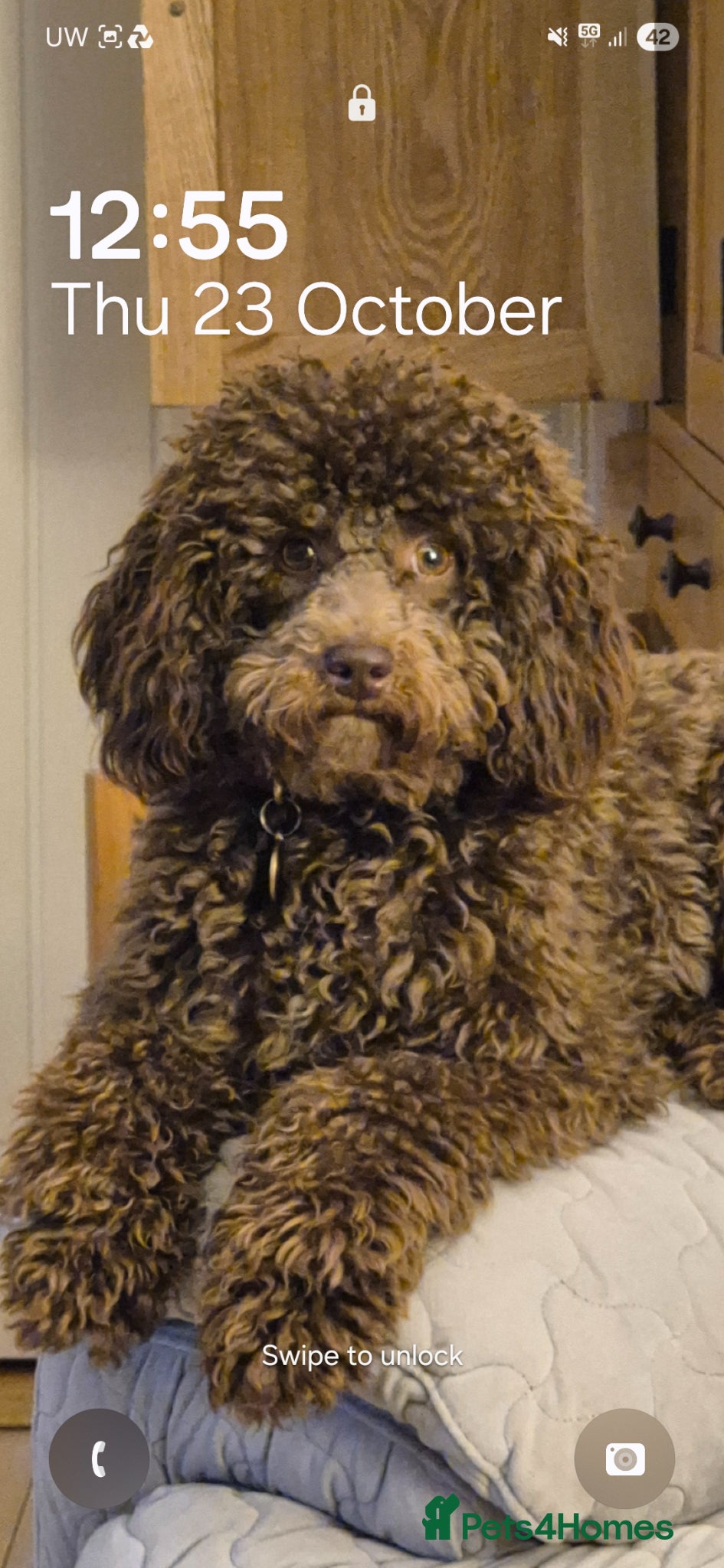 Miniature Poodle dogs Miniature poodle chocolate brown - Advert 3