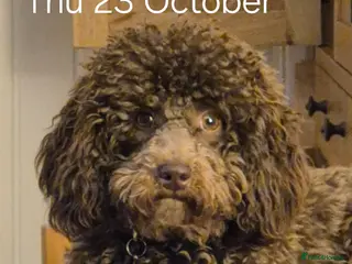 Miniature Poodle dogs Miniature poodle chocolate brown - Advert 1