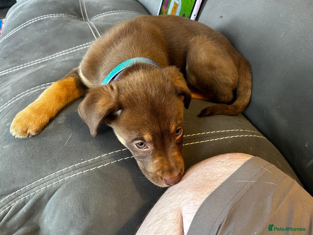 Rottweiler dogs for sale: Beautiful Rottweiler With a Loving Personality 🐕 - Advert 13