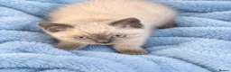 Ragdoll cats for sale: Gorgeous Ragdoll Kittens – Ready To Go!  in Bristol - Advert 3