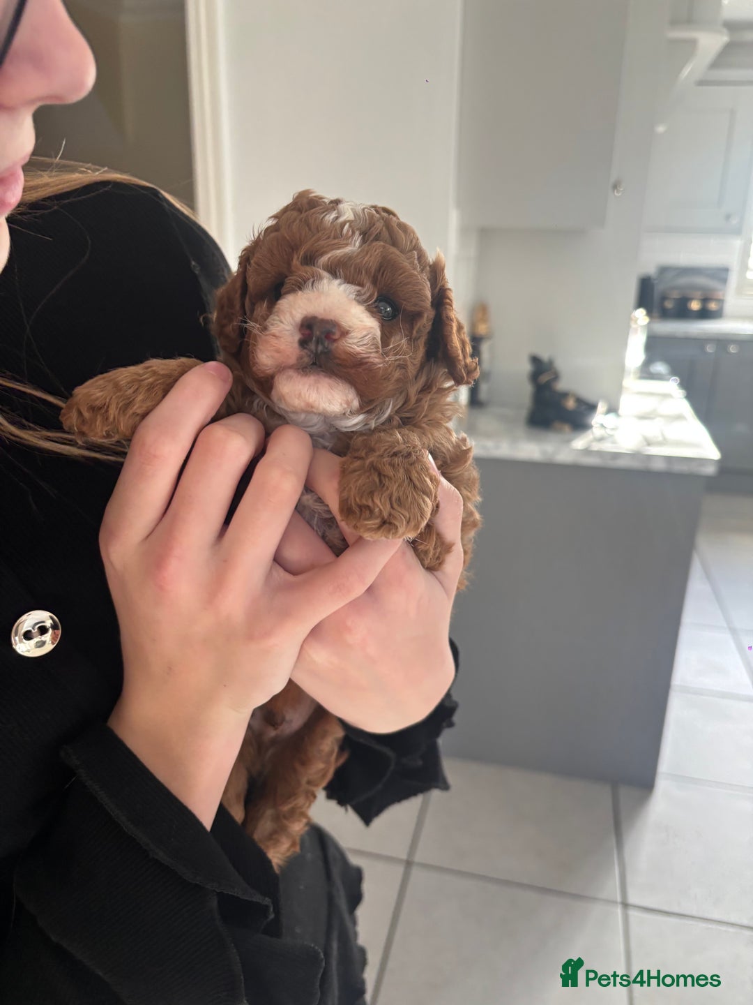 Cavapoo dogs for sale: Dark red cavapoo puppy  - Advert 6