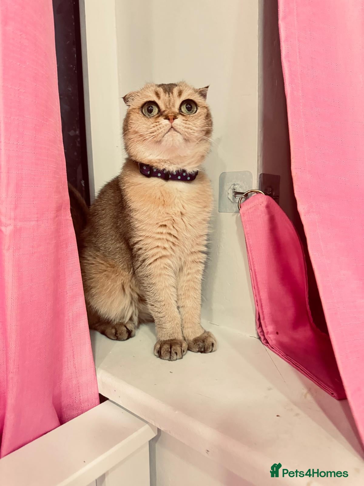 Scottish Fold cats 🐾Gorgeous girl Available – TICA Scottish Fold 🐾 - Advert 2