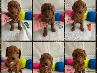 Goldendoodle dogs for sale: 👑Finest Quality Deep Red Doodles Toy/Min Bred 👑 - Advert 1