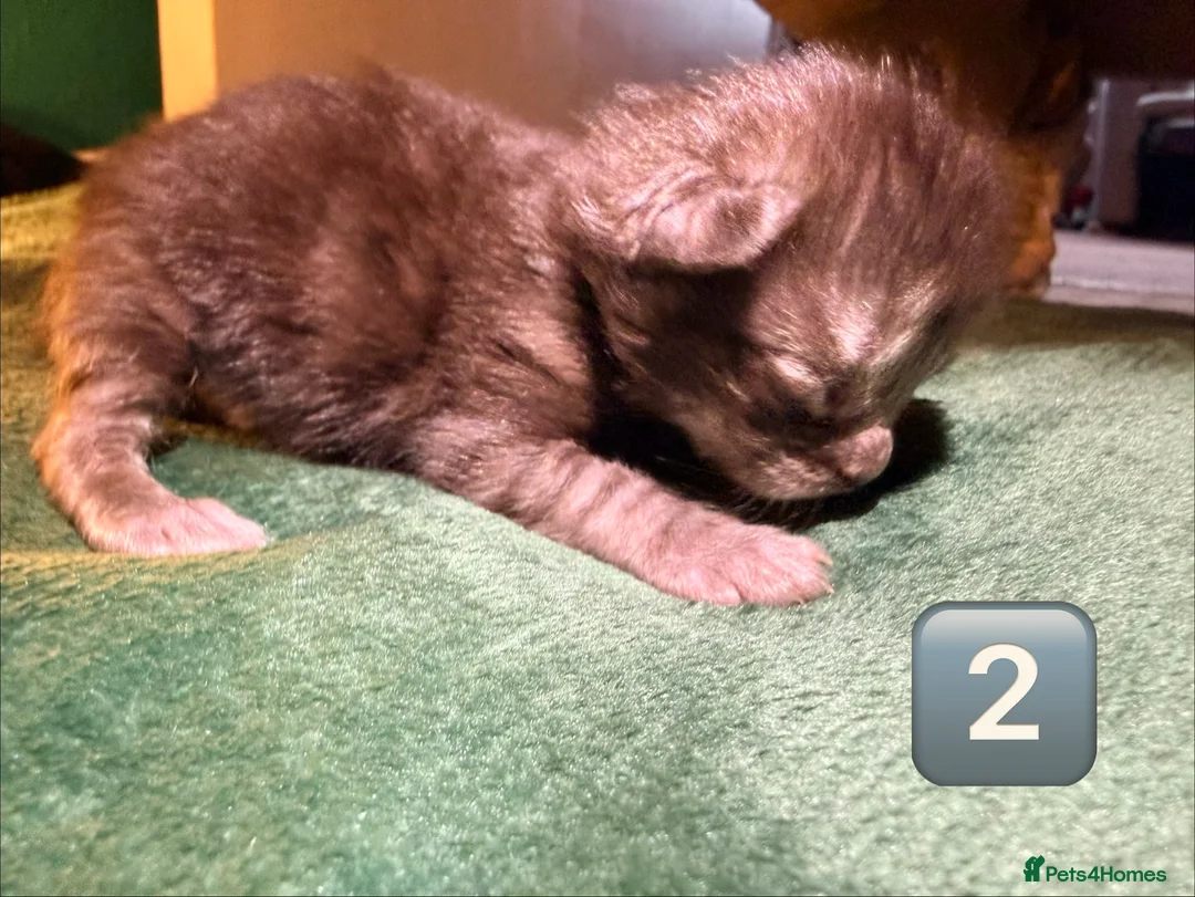 Maine Coon cats for sale: Gorgeous Fluffy Maine Coon Kittens  - Advert 6