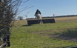 English Warmblood horses for sale: 16hh Schoolmistress  - Image 37