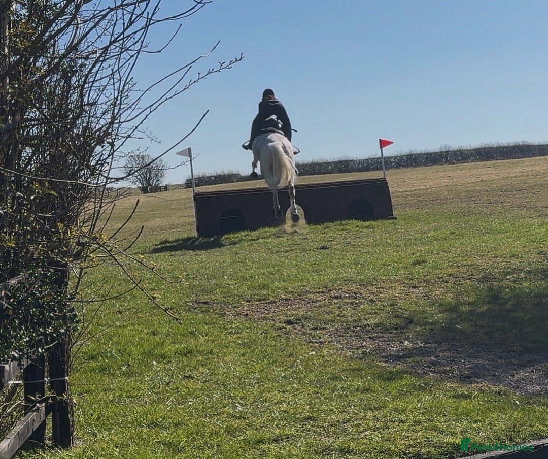 English Warmblood horses for sale: 16hh Schoolmistress  - Image 37