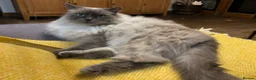 Ragdoll cats for sale: Stunning Blue Point Ragdoll Boy.  - Advert 12