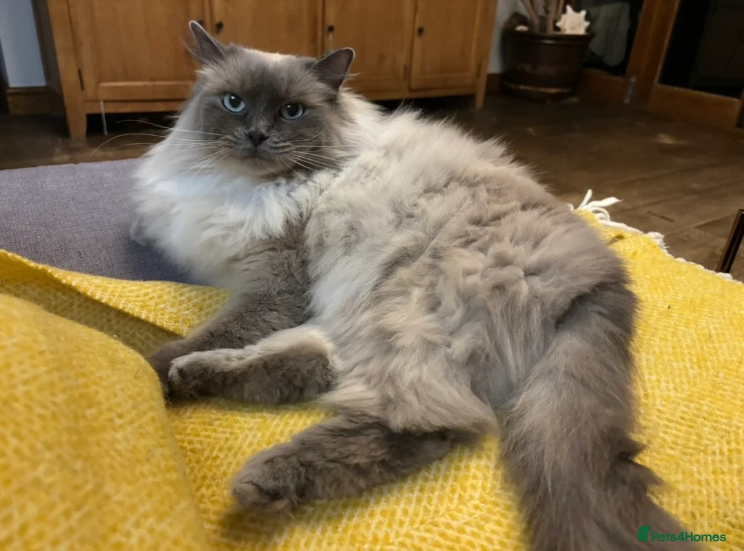 Ragdoll cats for sale: Stunning Blue Point Ragdoll Boy.  - Advert 12