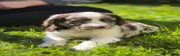 Cockerdor dogs for sale: F1b cockerdors - Advert 17