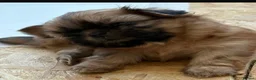 Shih Tzu dogs for sale: Tiny imperial shih tzu - Advert 6