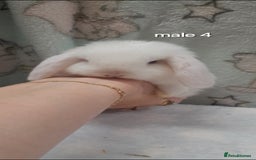 Mini Lop rabbits for sale: Beautiful mini lop bunnies - Image 13
