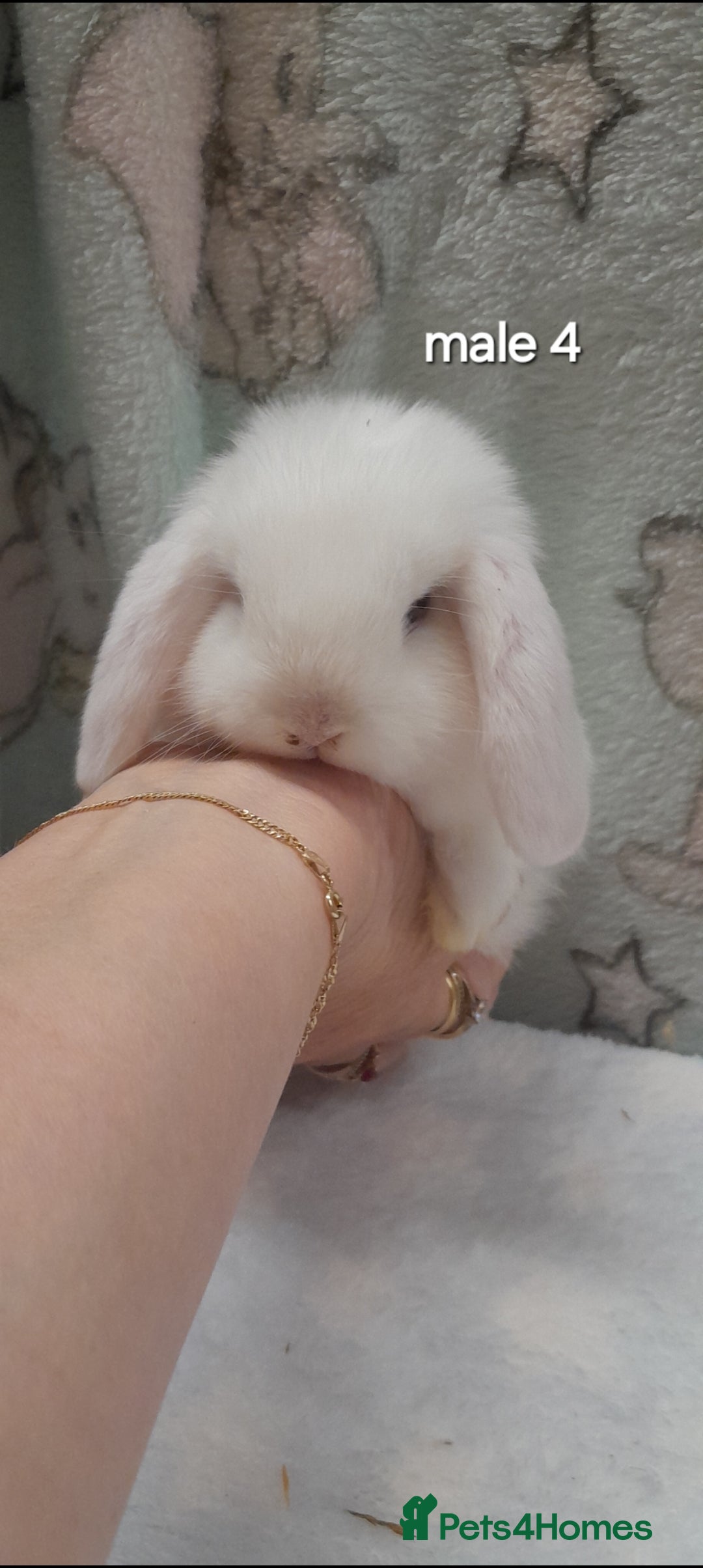 Mini Lop rabbits for sale: Beautiful mini lop bunnies - Image 13