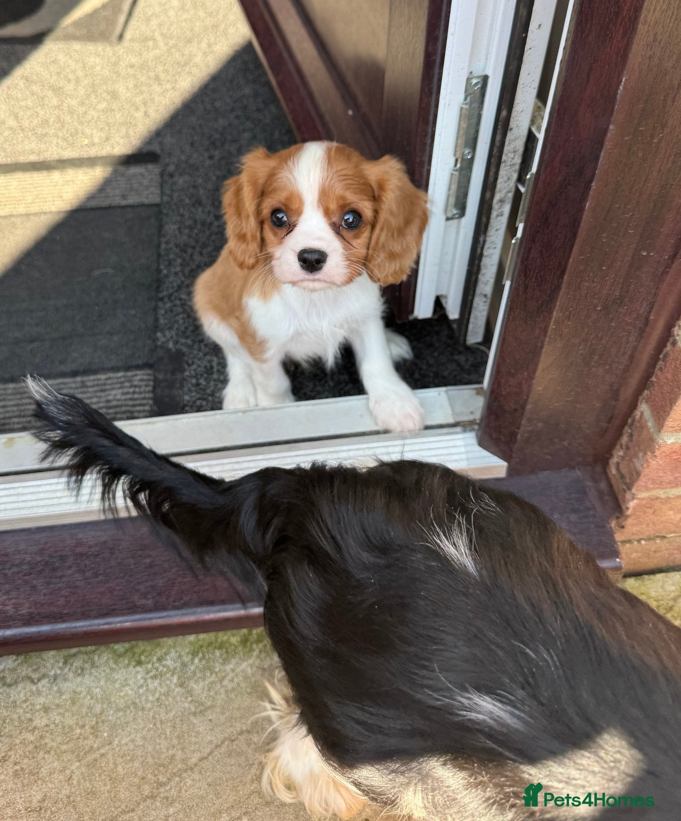 Cavalier King Charles Spaniel dogs Gorgeous Cavalier King Charles Puppie - Advert 9