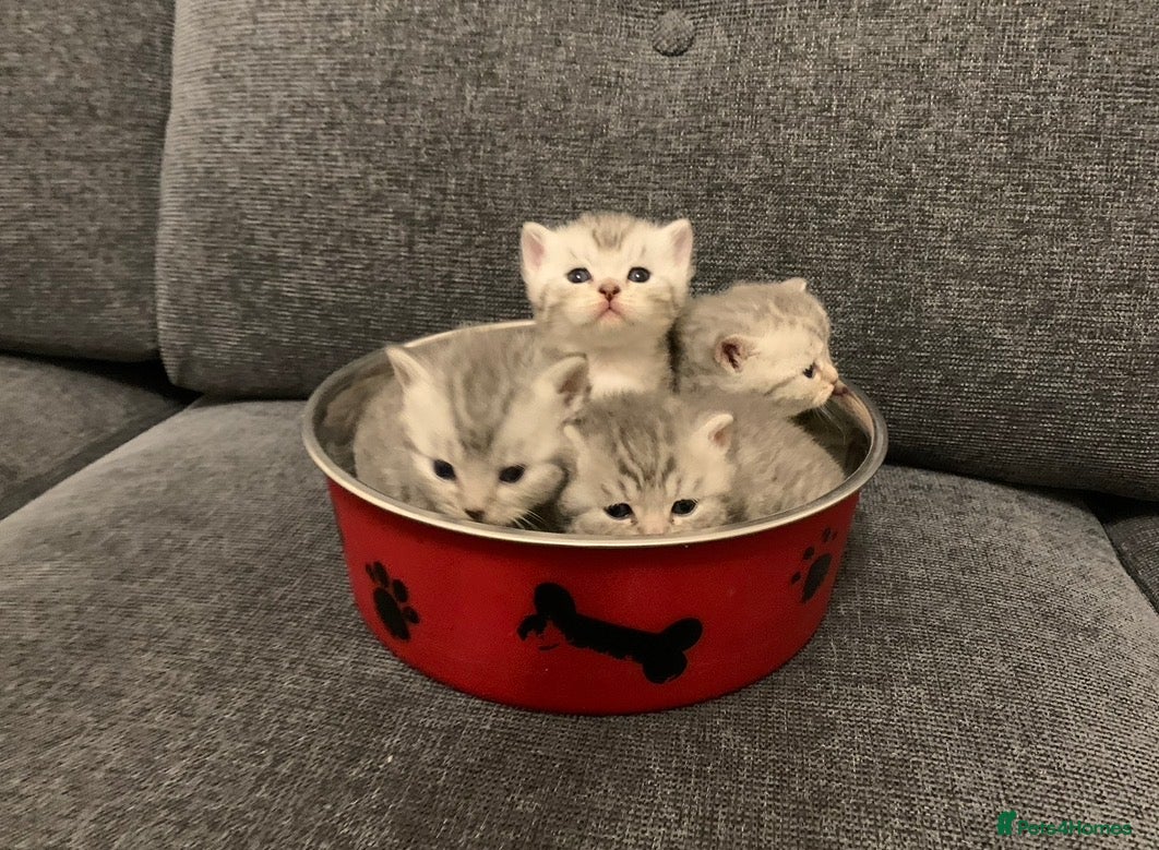 British Shorthair cats British shorthair kittens - ready to leave now  - Advert 1