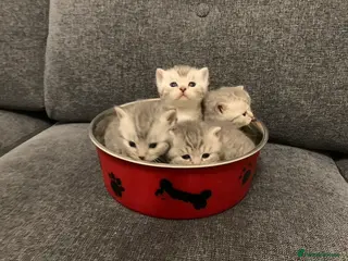 British Shorthair cats British shorthair kittens - ready to leave now - Advert 12