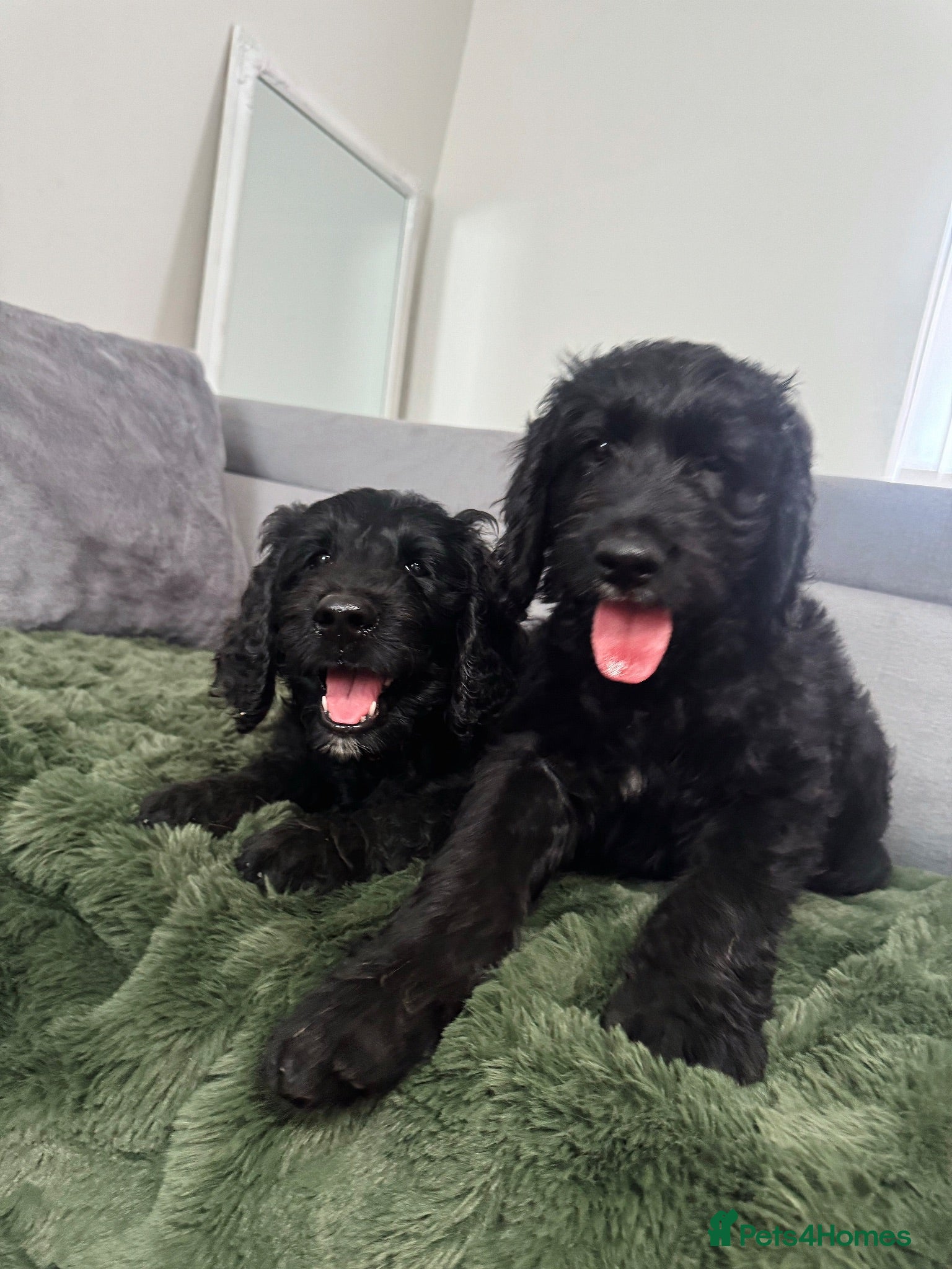 Goldendoodle dogs Ready to go F1 Standard Goldendoodle Puppies  - Advert 2