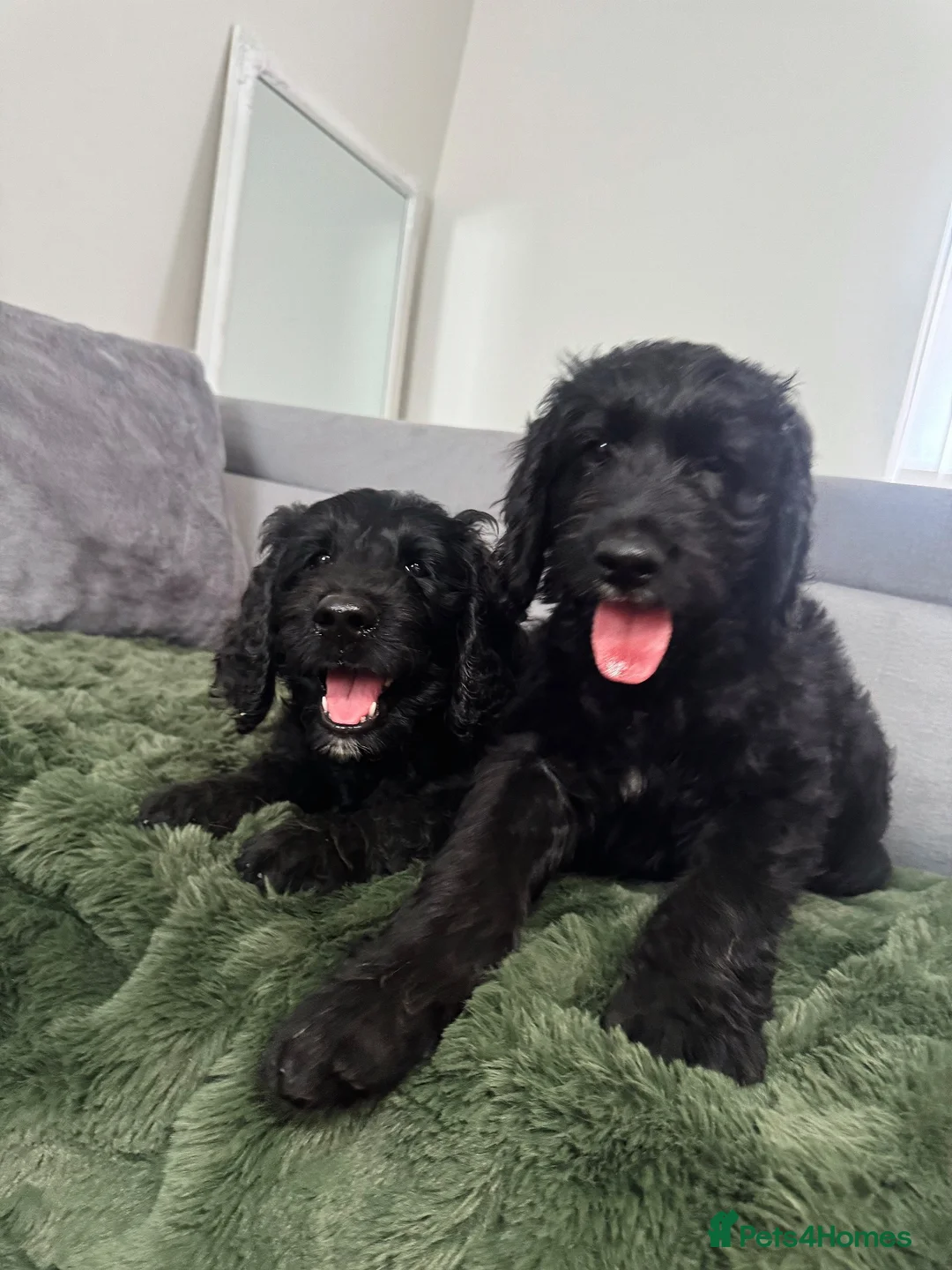 Goldendoodle dogs for sale: Ready to go F1 Standard Goldendoodle Puppies  - Advert 1