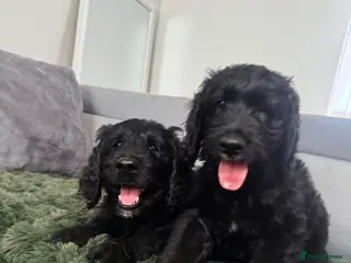 Goldendoodle dogs Ready to go F1 Standard Goldendoodle Puppies - Advert 9