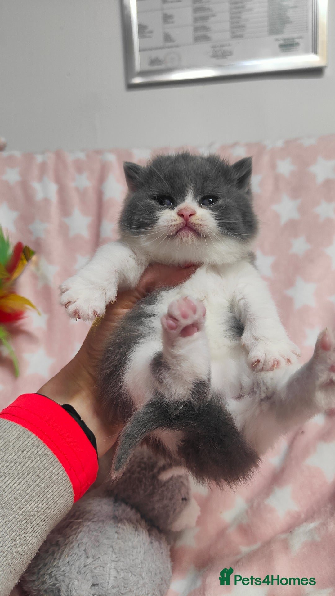 British Shorthair cats for sale: GCCF REGISTERED CHUNKY BRITISH SHORTHAIR KITTENS - Advert 18
