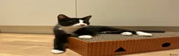 Domestic Shorthair cats for sale: 4 Beautiful Kittens Ready for their Forever Homes - Advert 34