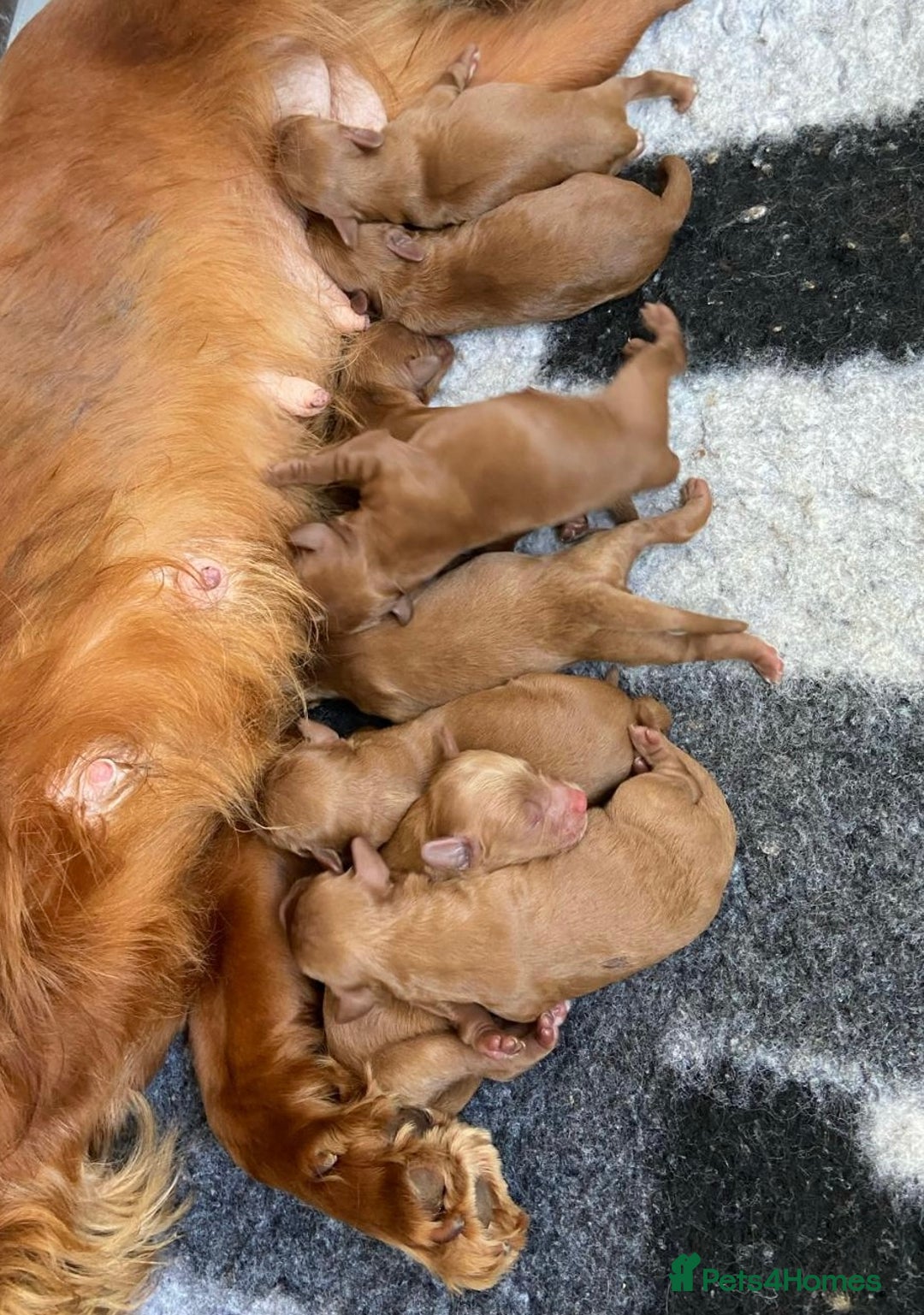 Cockapoo dogs for sale: Deep Red Cockapoos - Advert 24