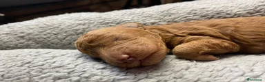 Cockapoo Puppy 2