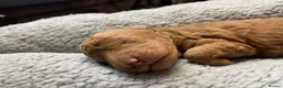 Cockapoo dogs for sale: Stunning F2 Cockapoo puppies - Advert 19