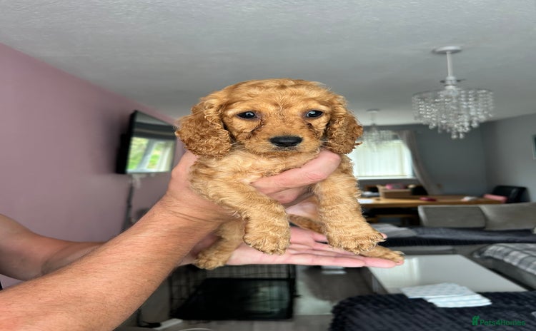 Cockapoo dogs - Advert 16