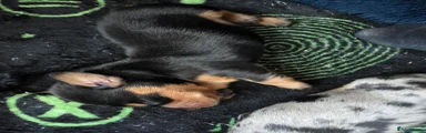 Miniature Dachshund 1