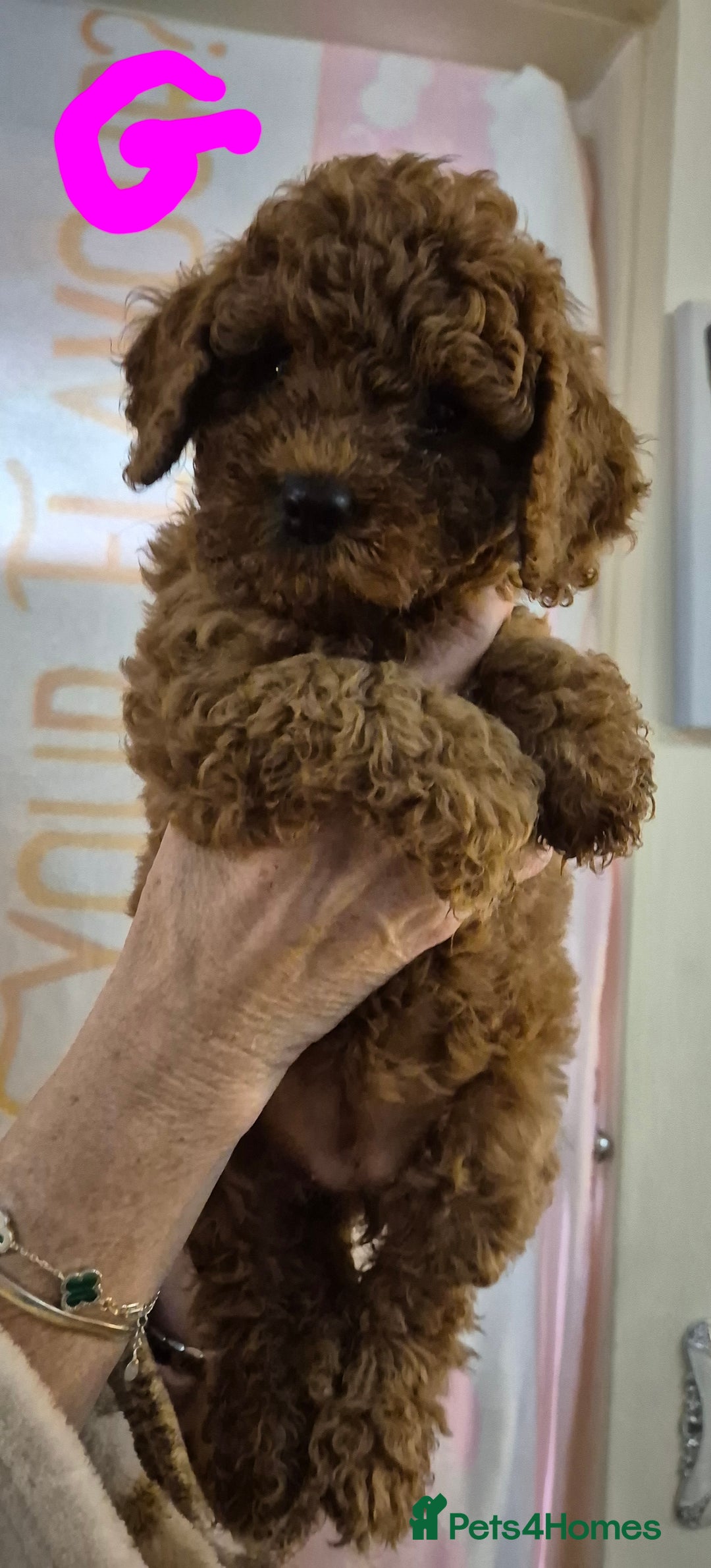 Cockapoo dogs for sale: Cockapoo F1b mini - Image 15