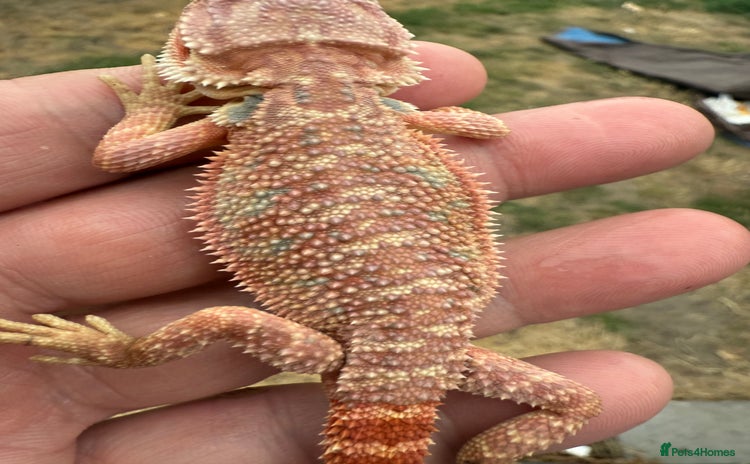 Bearded Dragon reptiles - Advert 11