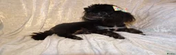 Maltipoo dogs for sale: XXS Apricot F1 Maltese X Toy Poodle Maltipoo Puppy - Advert 13