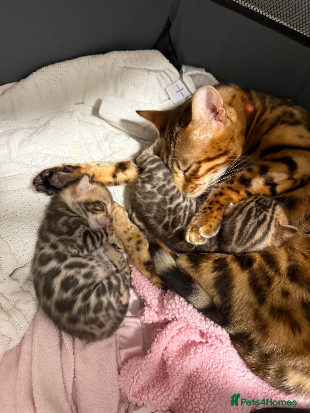 Bengal cats for sale: Pure Bengal Female kittens - Advert 6