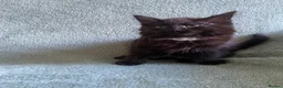 Mixed Breed cats for sale: BSH x boy kittens  - Advert 19