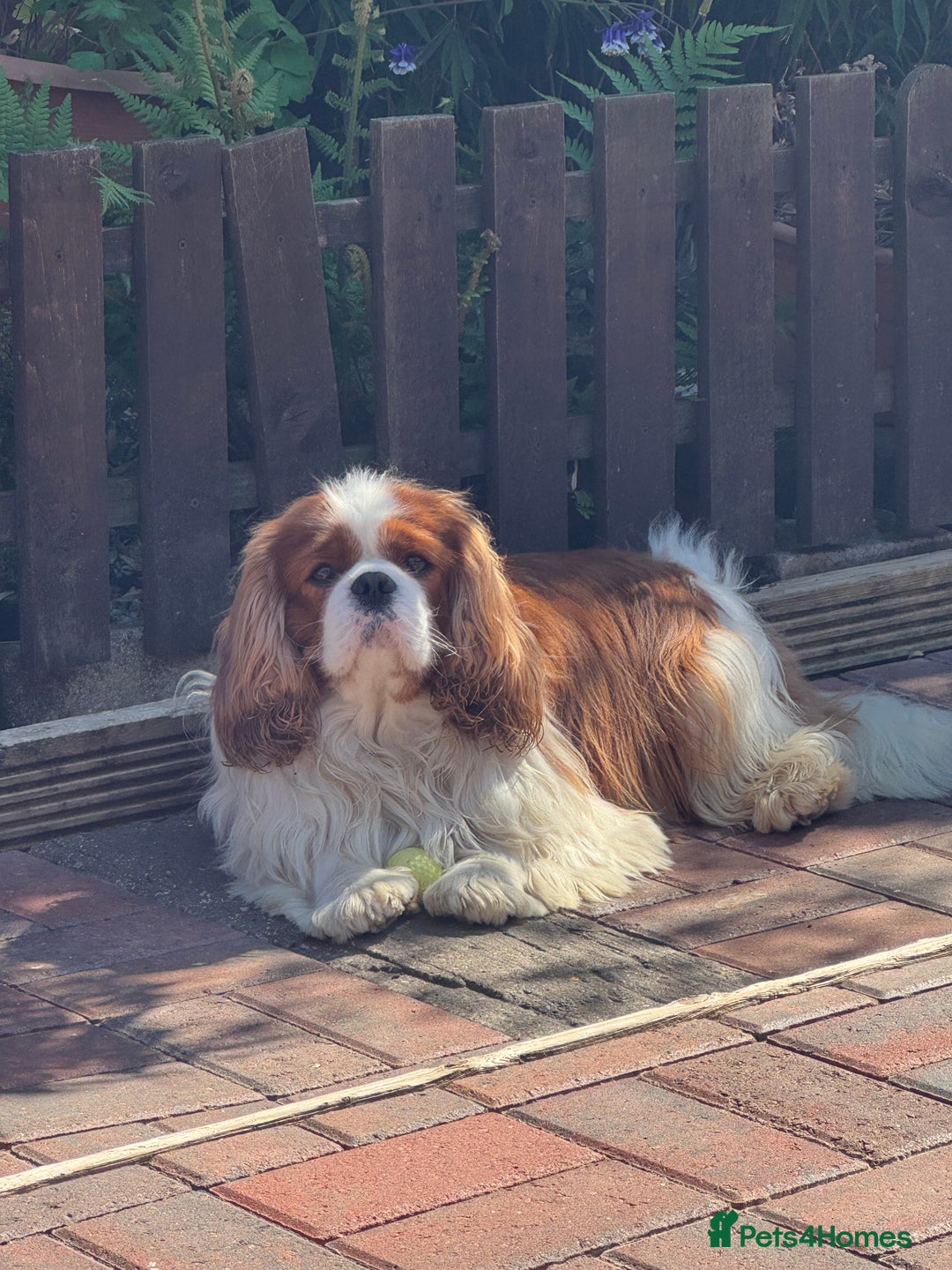 Cavalier King Charles Spaniel dogs for stud: KC Cavalier King Charles for stud - Advert 5