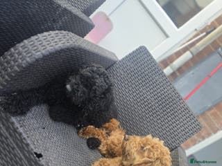 Cockapoo dogs Cockapoo - Advert 10